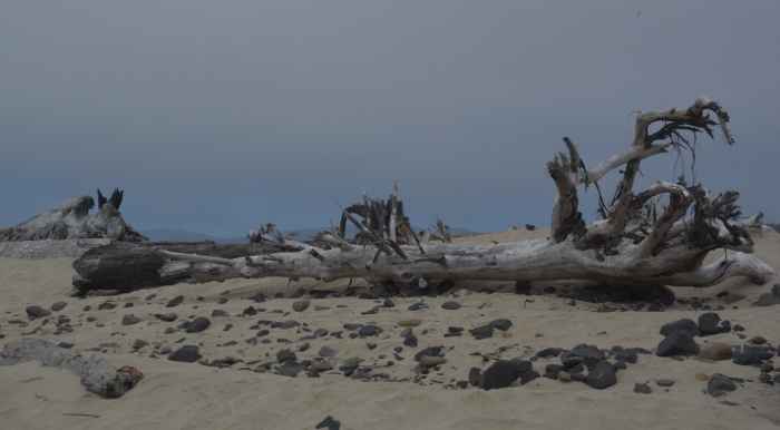 driftwood on Cape Meares Beach